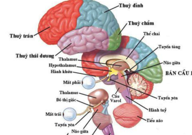 Khi thiền não hoạt động như thế nào