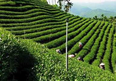Trà oolong có ở Việt Nam từ khi nào ?